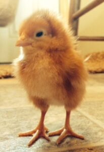 All Chicks Grow Up Image